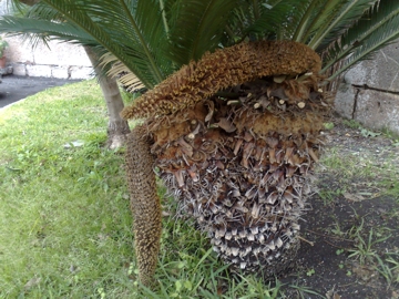 Altra Cycas incognita?  No, Cycas revoluta